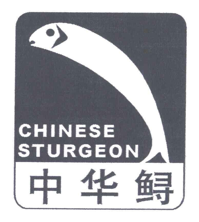 中华鲟;CHINESE STURGEON