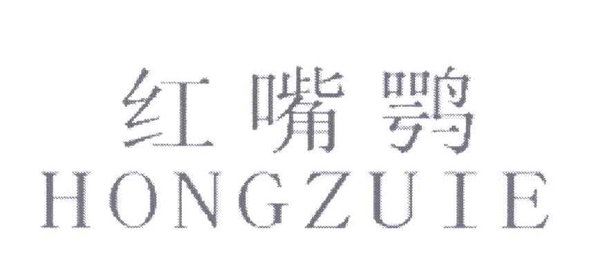 红嘴鹗