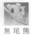 无尾熊