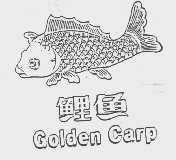 鲤鱼   GOLDEN CARP