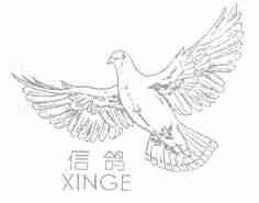 信鸽