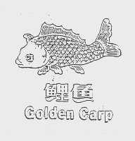 鲤鱼   GOLDEN CARP