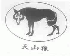 天山狼