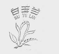 白玉兰