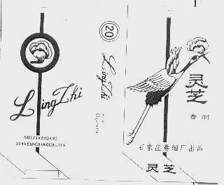 灵芝