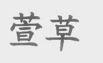 萱草