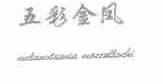五彩金凤;MELANOTAENIA MACCULLOCHI