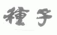 种子