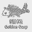 鲤鱼;GOLDEN CARP