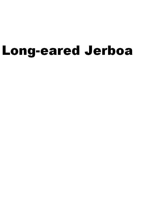 LONG-EARED JERBOA