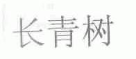 长青树