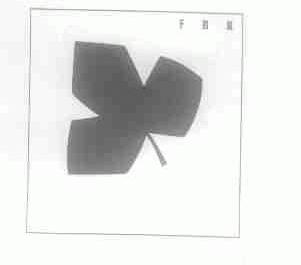 FBK