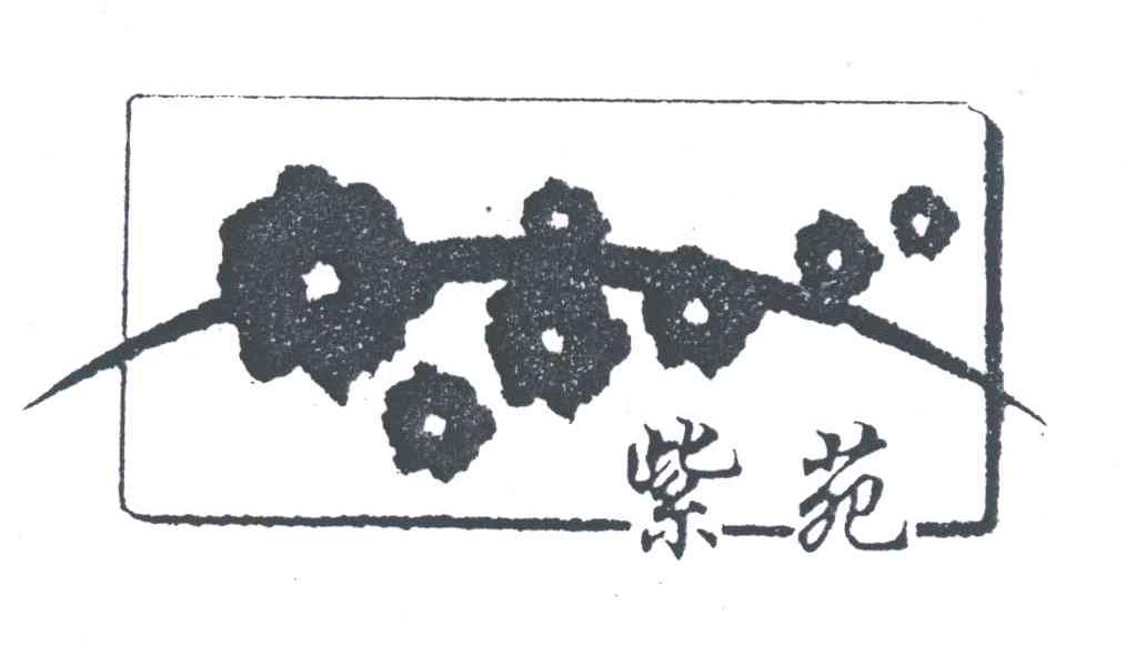 紫苑