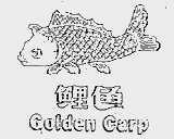 鲤鱼  GOLDEN CARP