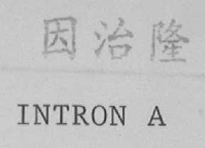 因治隆    INTRON A