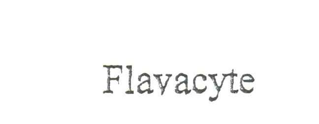 FLAVACYTE
