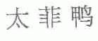太菲鸭