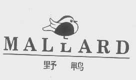 野鸭   MALLARD
