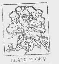 黑牡丹;BLACK PEONY