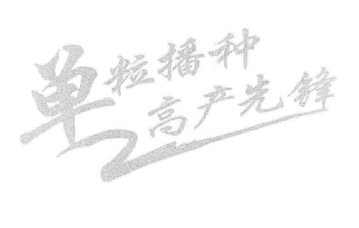 单粒播种 高产先锋