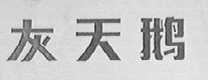 灰天鹅