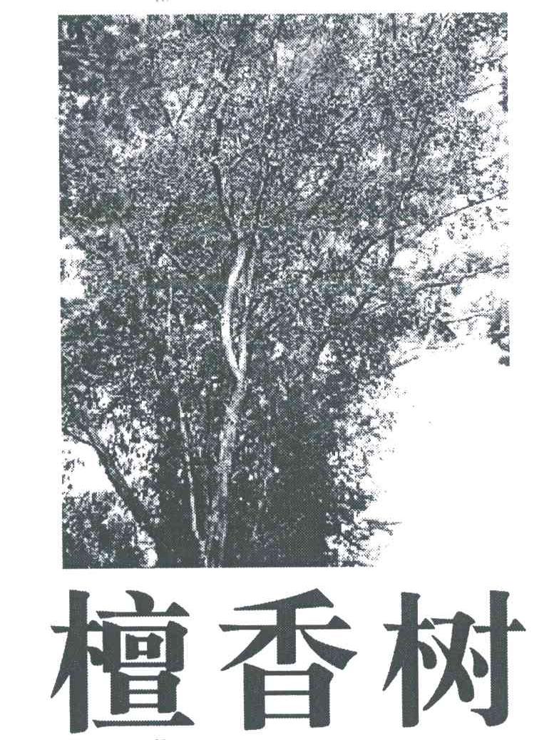 檀香树