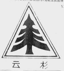 云杉