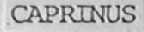 CAPRINUS