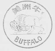 美洲牛  BUFFALO