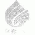 金栖