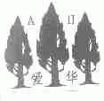 爱华