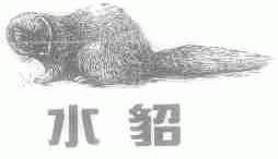 水貂