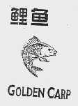 鲤鱼  GOLDEN CARP