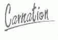 CARNATION