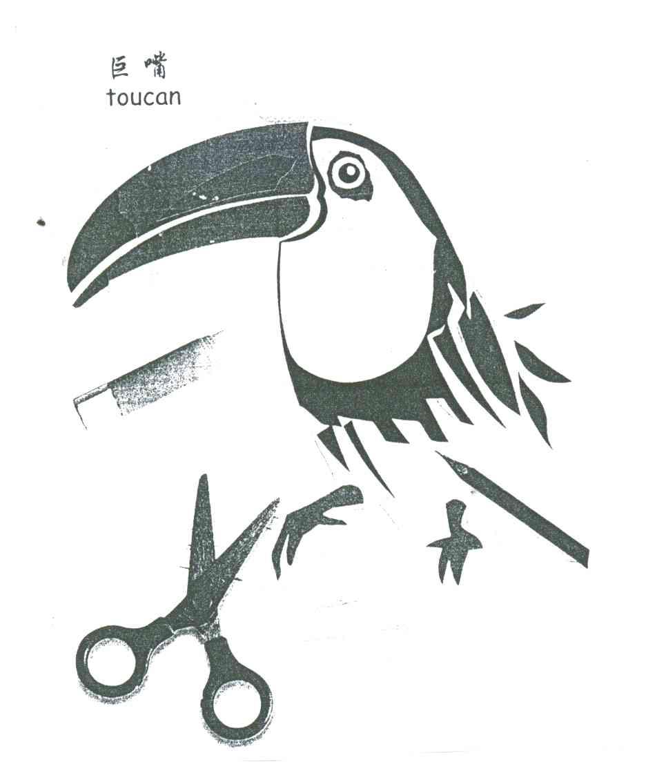 巨嘴;TOUCAN