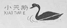 小天鹅
