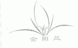 金阳兰