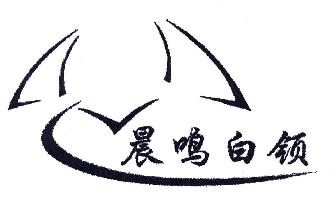晨鸣白领