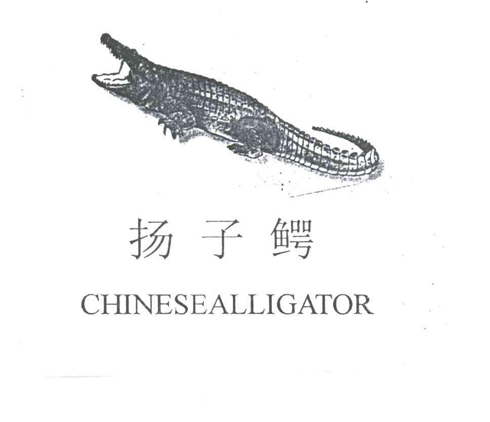 扬子鳄;CHINESEALLIGATOR