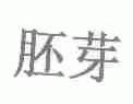 胚芽