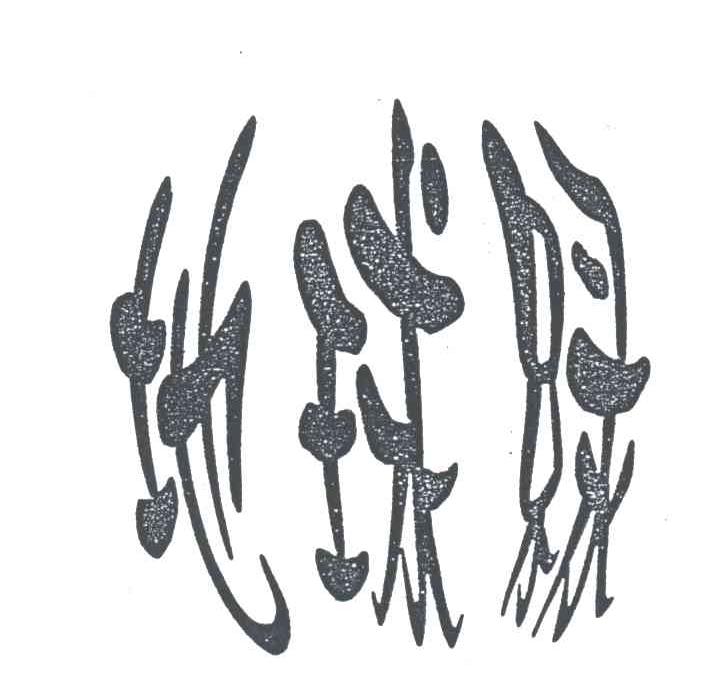 地球绿