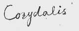 CORYDALIS