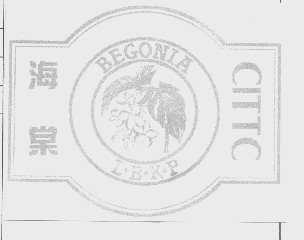 海棠   BEGONIA L.B.K.P CITTC