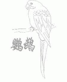 鹦鹉