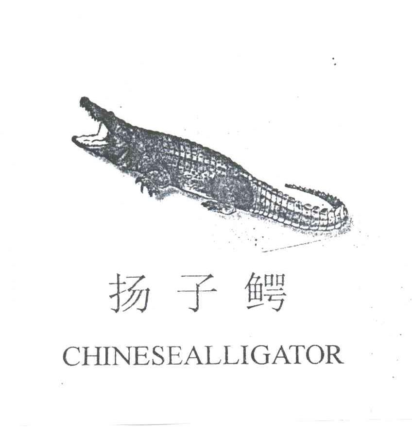 扬子鳄CHINESEALLIGATOR