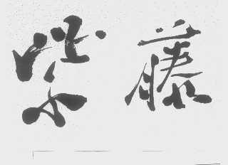紫藤