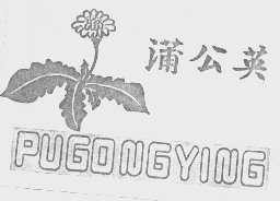 蒲公英