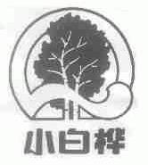 小白桦