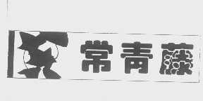 常青藤