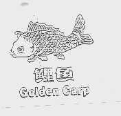 鲤鱼;GOLDEN GARP